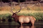 Information on the Spider Bull Elk