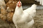 Feeding Chickens Rye vs. Corn