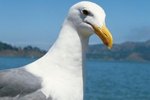 How Seagulls Communicate