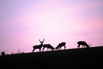 Black-Tailed Deer Facts