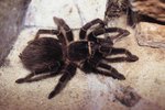 Spiders of Honduras