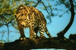 The Rainforest Leopard
