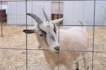 DIY Goat Shelter
