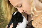 Good Information About Dutch Rabbits