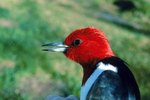 Birds With Sharp Beaks & Long Tongues