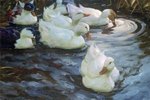 How to Naturally Keep a Duck Pond Clean