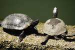 Signs of Parasites in Aquatic Turtles