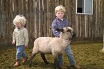 Facts About Baby Sheep Lambs