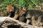How Gray Wolves Take Care of Their Children