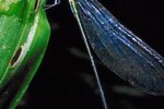 What Is the Life Span of a Damselfly?