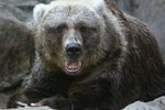 Differences Between Grizzly & Kodiak Bears