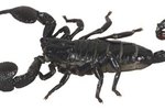 How Do Scorpions Reproduce?