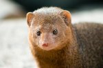 Facts on the Dwarf Mongoose