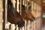 Signs & Symptoms of Kidney Disease in Horses