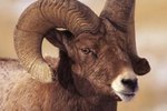 What Kind of Habitat Does a Bighorn Sheep Live In?