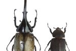 Hercules Beetle Adaptations
