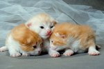 Cures for Newborn Kittens With Pus in Eyes