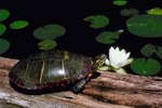 How Long Is the Painted Turtle's Life Span in Captivity?