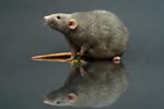 How Is a Dumbo Rat Different from a Standard Rat?