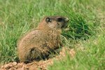 How Fast are Groundhogs?