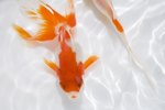 How to Tell if a Goldfish Is Getting Enough Oxygen