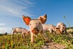 Which Kinds of Pigs Do I Want on My Farm?