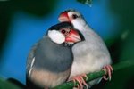 Characteristics of Finch Birds