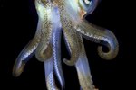 How to Care for a Pet Squid