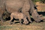 Interesting Facts on the Rhinoceros