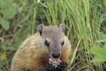 Marmots vs. Ground Squirrels