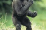 Three Animal Adaptations of Gorillas