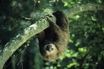 Special Characteristics & Adaptations of a Sloth