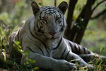 In What Countries Is the White Tiger Found?