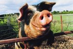 What Is the Function of a Pig's Small Cloven Hooves?