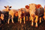 Symptoms of Worms in Cattle