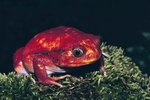 What Produces the Slimy Feeling on a Frog?