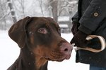 Ear Cropping Styles for Dobermans