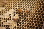 What Are the Causes of Endangered Honey Bees?