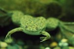 Types of Underwater Frogs