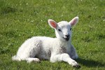 How to Control Scours in Baby Lambs
