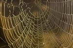 How to Identify a Spider by Web Pattern