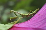 How the Praying Mantis Hides