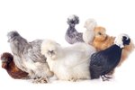 How Do I Tell the Difference Between a Hen & a Rooster Silkie Chicken?