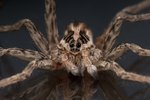 How to Take Care of a Wolf Spider