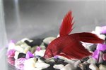 How Can I Stop My Bettas From Fighting?