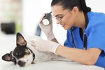 How to Treat Pyoderma in Dogs