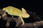 Identifying a Veiled Chameleon's Color and Mood