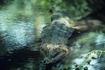 Top Swim Speed of Crocodiles