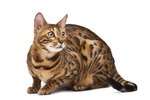 Information on a Bengal Cat