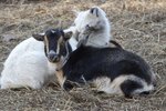 How to Raise Nigerian Dwarf Goats